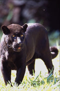563029 Jaguar, Black phase (Panthera Onca) A4 Photo Print