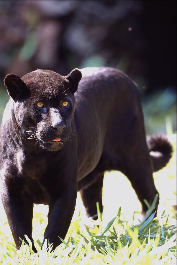 563029 Jaguar, Black phase (Panthera Onca) A4 Photo Print