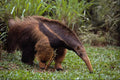 563030 Giant Anteater (Myrmecophaga Tridactyla) A4 Photo Print