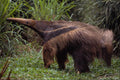 563031 Giant Anteater (Myrmecophaga Tridactyla) A4 Photo Print