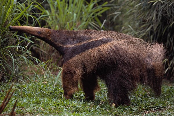 563031 Giant Anteater (Myrmecophaga Tridactyla) A4 Photo Print