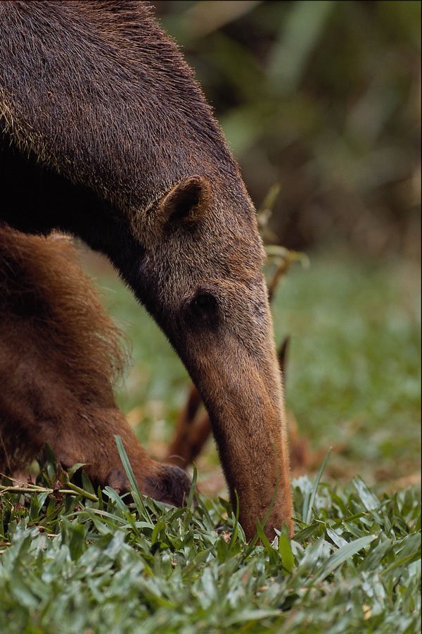 563033 Giant Anteater (Myrmecophaga Tridactyla) A4 Photo Print