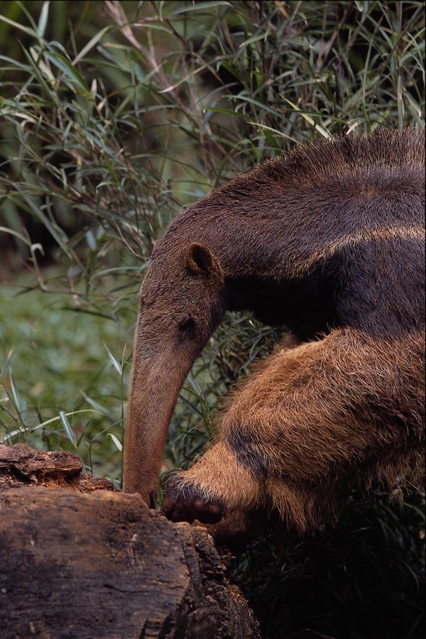 563034 Giant Anteater (Myrmecophaga Tridactyla) A4 Photo Print