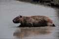 563035 Capybara Plunging Into Water A4 Photo Print