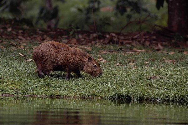 563036 Capybara (Hydrochoerus Hydrochaeris) A4 Photo Print