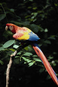 563037 Scarlet Macaw A4 Photo Print