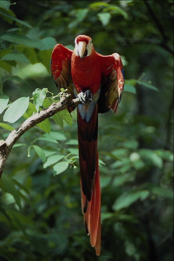 563038 Scarlet Macaw A4 Photo Print