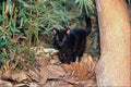 563039 Oncilla, Black Or Melanistic Phase (Felis Trigrina) A4 Photo Print