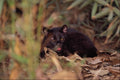 563040 Oncilla, Black Or Melanistic Phase (Felis Trigrina) A4 Photo Print