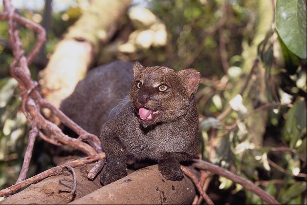 563041 Jaguarundi (Felis Yagouaroundi) A4 Photo Print