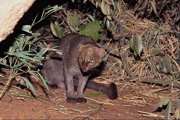 563043 Jaguarundi (Felis Yagouaroundi) A4 Photo Print