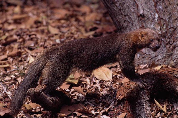 563045 Tayra (Eira Barbata) A4 Photo Print