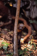 563046 Tayra (Eira Barbata) A4 Photo Print