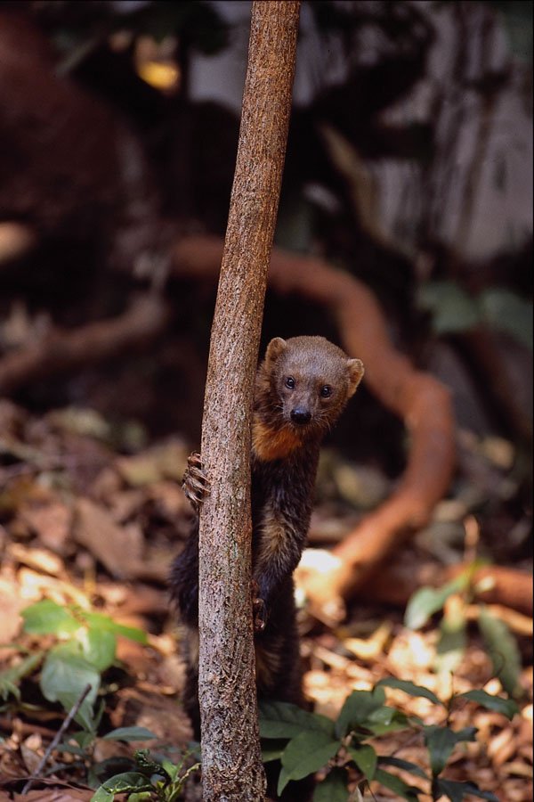 563046 Tayra (Eira Barbata) A4 Photo Print