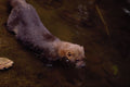 563047 Tayra (Eira Barbata) A4 Photo Print