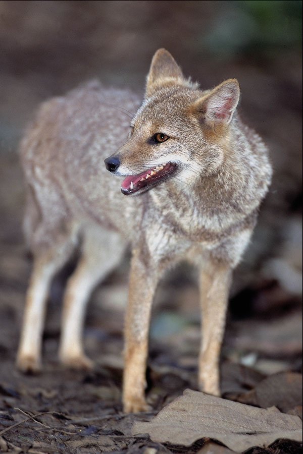 563048 Hoary Fox (Dusicyon Vetulus) A4 Photo Print