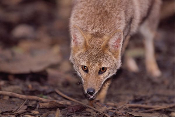 563049 Hoary Fox (Dusicyon Vetulus) A4 Photo Print