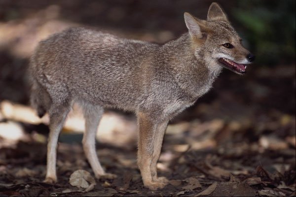 563050 Hoary Fox (Dusicyon Vetulus) A4 Photo Print