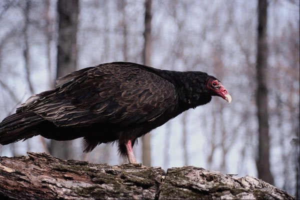 563051 Turkey Vulture A4 Photo Print