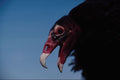 563052 Turkey Vulture A4 Photo Print