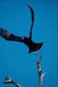 563053 Turkey Vulture Taking Off A4 Photo Print