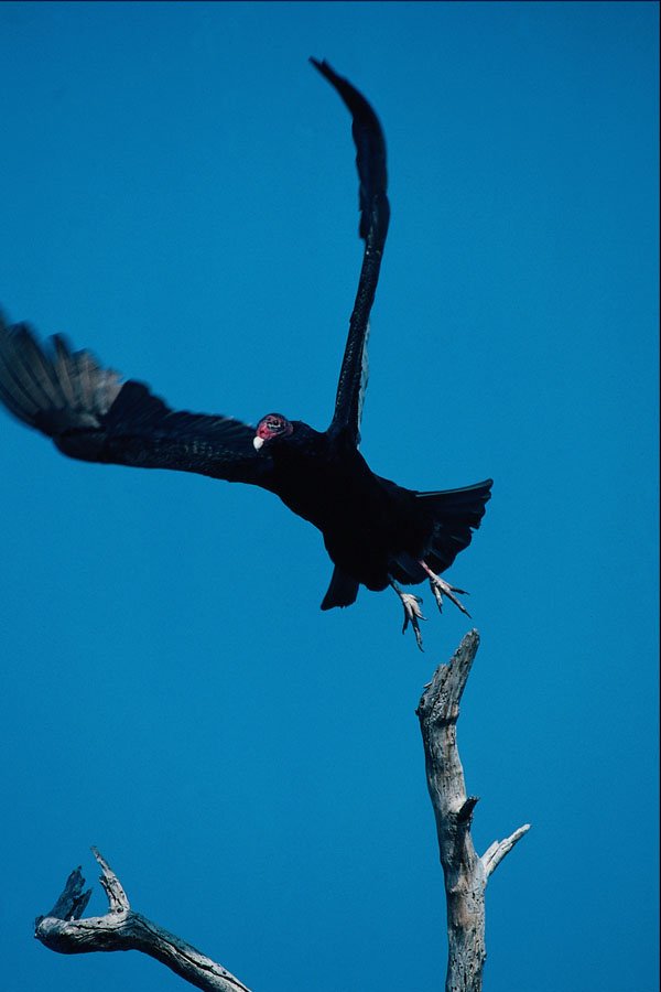 563053 Turkey Vulture Taking Off A4 Photo Print