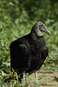 563054 Black Vulture A4 Photo Print