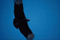 563055 Black Vulture, In Flight A4 Photo Print
