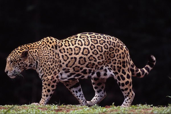 563056 Jaguar (Panthera Onca) A4 Photo Print