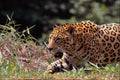 563057 Jaguar (Panthera Onca) A4 Photo Print