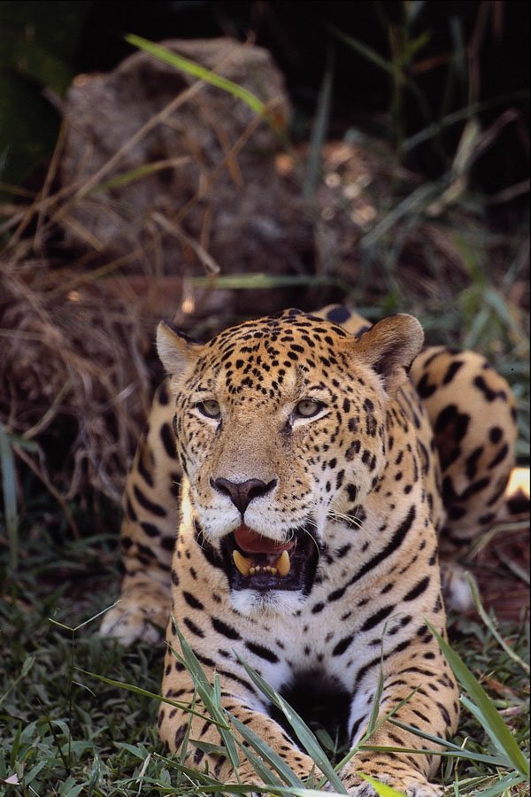 563058 Jaguar (Panthera Onca) A4 Photo Print