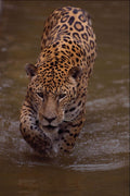 563059 Jaguar (Panthera Onca) In Muddy River A4 Photo Print