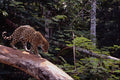 563060 Jaguar (Panthera Onca) In Tree A4 Photo Print