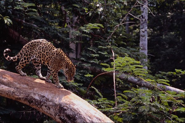 563060 Jaguar (Panthera Onca) In Tree A4 Photo Print