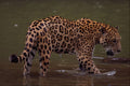 563061 Jaguar (Panthera Onca) In Muddy River A4 Photo Print