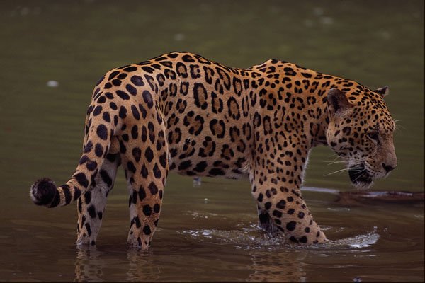 563061 Jaguar (Panthera Onca) In Muddy River A4 Photo Print
