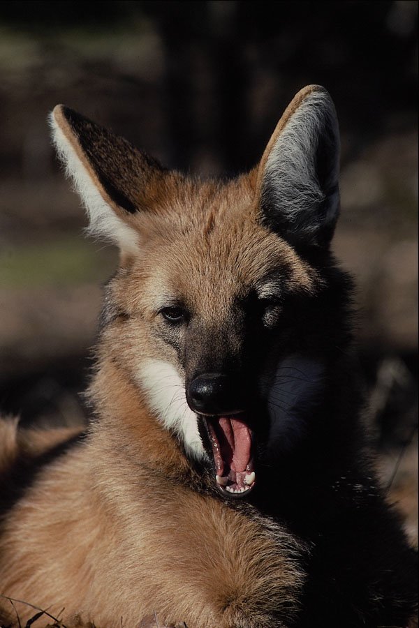 563062 Maned Wolf Yawning A4 Photo Print