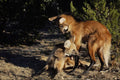 563063 Maned Wolves, Mated Pair A4 Photo Print