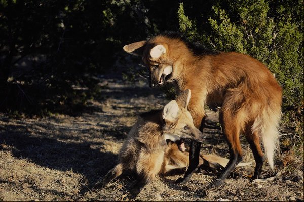 563063 Maned Wolves, Mated Pair A4 Photo Print