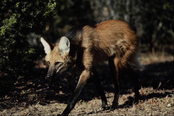 563064 Maned Wolf A4 Photo Print