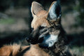563065 Maned Wolf, Close up A4 Photo Print