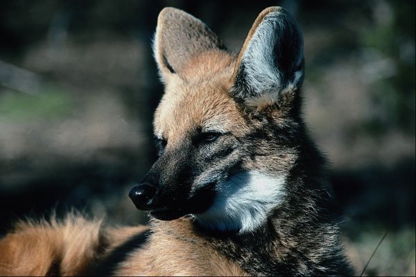 563065 Maned Wolf, Close up A4 Photo Print