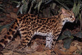 563066 Margay (Felis Wiedi) A4 Photo Print