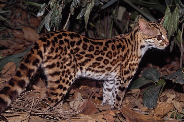 563066 Margay (Felis Wiedi) A4 Photo Print