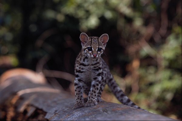 563067 Margay (Felis Wiedi) Kitten In Tree A4 Photo Print