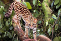 563068 Margay (Felis Wiedi) In Tree A4 Photo Print