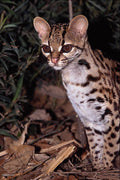 563069 Margay (Felis Wiedi) A4 Photo Print