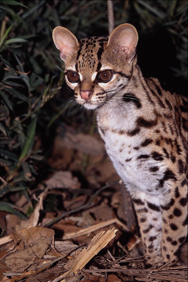 563069 Margay (Felis Wiedi) A4 Photo Print