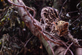 563070 Margay (Felis Wiedi) In Tree A4 Photo Print