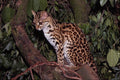 563071 Margay (Felis Wiedi) In Tree A4 Photo Print